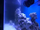 [TodoMarino.com] Acuario 230litros + 70l sump