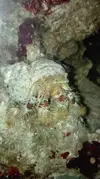 [TodoMarino.com] otro bicho en el acuario