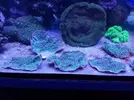 [TodoMarino.com] Vendo echinofilia lamelosa y otro lps sin nombre - Valencia----Torrente