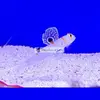 [TodoMarino.com] PECES ÚTILES PARA TU ACUARIO.