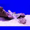 [TodoMarino.com] PECES ÚTILES PARA TU ACUARIO.