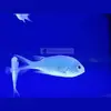 [TodoMarino.com] PECES ÚTILES PARA TU ACUARIO.