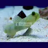 [TodoMarino.com] PECES ÚTILES PARA TU ACUARIO.
