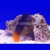 [TodoMarino.com] PECES ÚTILES PARA TU ACUARIO.