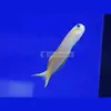 [TodoMarino.com] PECES ÚTILES PARA TU ACUARIO.
