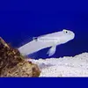 [TodoMarino.com] PECES ÚTILES PARA TU ACUARIO.