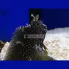 [TodoMarino.com] PECES ÚTILES PARA TU ACUARIO.