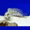 [TodoMarino.com] PECES ÚTILES PARA TU ACUARIO.