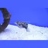 [TodoMarino.com] PECES ÚTILES PARA TU ACUARIO.