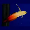 [TodoMarino.com] PECES ÚTILES PARA TU ACUARIO.