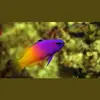 [TodoMarino.com] PECES ÚTILES PARA TU ACUARIO.