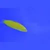 [TodoMarino.com] PECES ÚTILES PARA TU ACUARIO.
