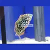 [TodoMarino.com] PECES ÚTILES PARA TU ACUARIO.