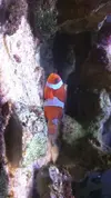 [TodoMarino.com] Pez payaso ¿enfermo?