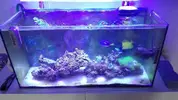 [TodoMarino.com] Acuario marino completo - Mejorada del campo, Madrid