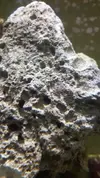 [TodoMarino.com] Ayuda a saber que es este coral no sabia que lo tenia
