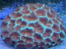 [TodoMarino.com] Desmonte de acuario - Castelldefels