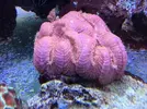 [TodoMarino.com] Desmonte de acuario - Castelldefels