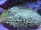 [TodoMarino.com] Desmonte de acuario - Castelldefels