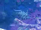 [TodoMarino.com] Vendo Acreichthys Tomentosus - Madrid - Madrid