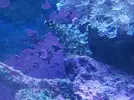[TodoMarino.com] Vendo Acreichthys Tomentosus - Madrid - Madrid