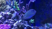 [TodoMarino.com] Vendo peces - Jerez