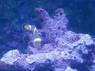 [TodoMarino.com] Ocellaris Amphiprion - Madrid - Madrid