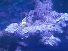 [TodoMarino.com] Ocellaris Amphiprion - Madrid - Madrid
