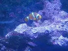 [TodoMarino.com] Ocellaris Amphiprion - Madrid - Madrid