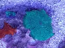 [TodoMarino.com] Buenas a Tod@s llegada de corales espectaculares