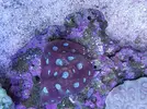 [TodoMarino.com] Buenas a Tod@s llegada de corales espectaculares