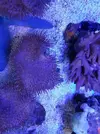 [TodoMarino.com] Buenas a Tod@s llegada de corales espectaculares