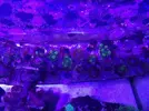 [TodoMarino.com] Esquejes zoanthus rasta, red hornet, y monti digitata polipo azul - Madrid (Retiro)