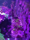 [TodoMarino.com] Esquejes zoanthus rasta, red hornet, y monti digitata polipo azul - Madrid (Retiro)