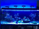[TodoMarino.com] Compra conjunta pantalla Coral Box Moon Led