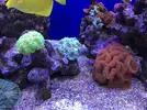 [TodoMarino.com] Compra conjunta pantalla Coral Box Moon Led