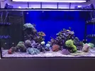 [TodoMarino.com] Compra conjunta pantalla Coral Box Moon Led