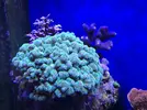 [TodoMarino.com] Compra conjunta pantalla Coral Box Moon Led