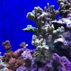 [TodoMarino.com] Compra conjunta pantalla Coral Box Moon Led