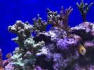[TodoMarino.com] Compra conjunta pantalla Coral Box Moon Led