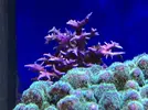 [TodoMarino.com] Compra conjunta pantalla Coral Box Moon Led