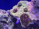 [TodoMarino.com] Me ayudáis a identificar mis zoanthus?