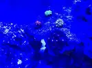 [TodoMarino.com] Me ayudáis a identificar mis zoanthus?