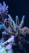 [TodoMarino.com] ESQUEJES SPS DE TODO TIPO Y ZOOS - Malaga