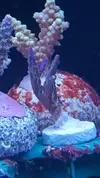 [TodoMarino.com] ESQUEJES SPS DE TODO TIPO Y ZOOS - Malaga