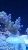 [TodoMarino.com] ESQUEJES SPS DE TODO TIPO Y ZOOS - Malaga