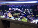 [TodoMarino.com] Desmonte acuario red sea max 650 litros  blanco perla ,varios