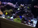 [TodoMarino.com] Desmonte acuario red sea max 650 litros  blanco perla ,varios