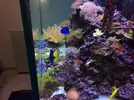 [TodoMarino.com] Desmonte acuario red sea max 650 litros  blanco perla ,varios