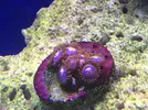 [TodoMarino.com] Me ayudáis a identificar mis zoanthus?